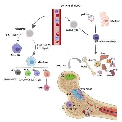 Communications Between Bone Marrow Macrophages and Bone Cells in Bone Remodeling